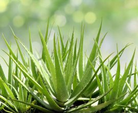 Aloe: the plant of immortality growing in the Forte Village’s garden