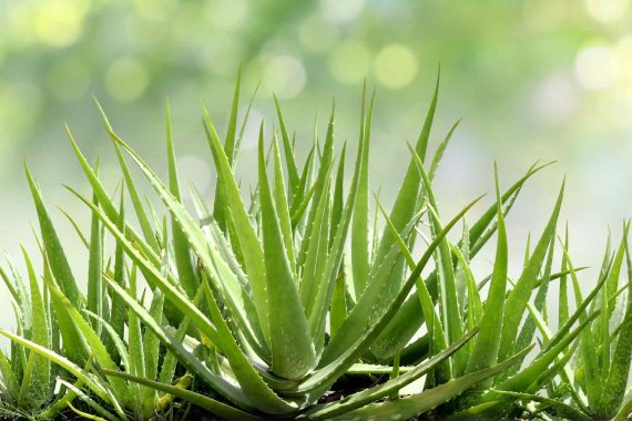 Aloe: the plant of immortality growing in the Forte Village’s garden