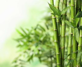 Caratteristiche, proprietà e usi del bambù: la pianta simbolo di resistenza che cresce nel giardino del Forte Village