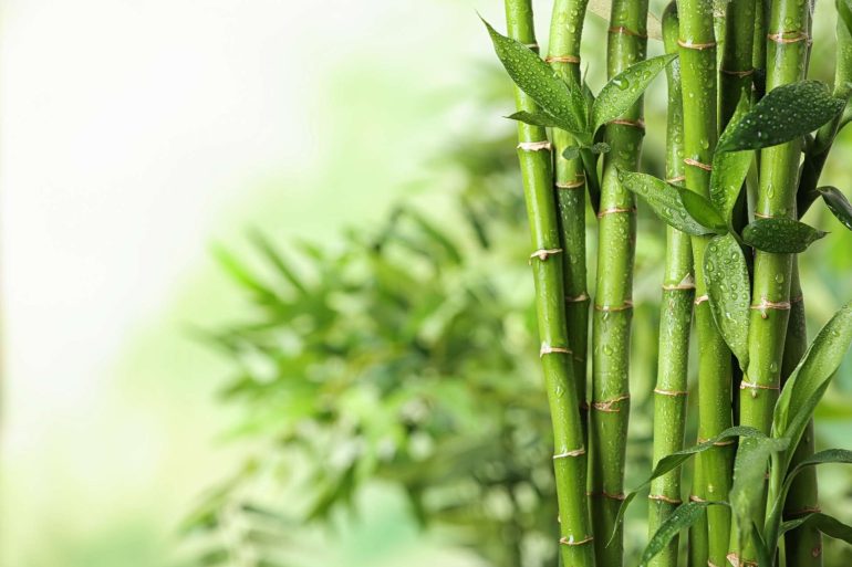 Caratteristiche, proprietà e usi del bambù: la pianta simbolo di resistenza che cresce nel giardino del Forte Village
