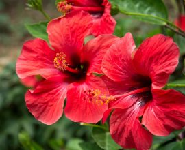 Ibisco: proprietà, benefici e curiosità sul fiore che cresce nel giardino del Forte Village
