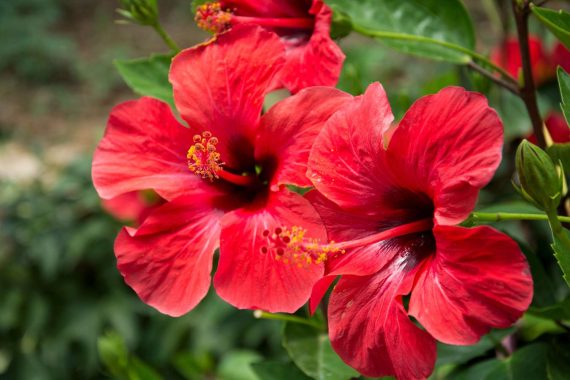 Ibisco: proprietà, benefici e curiosità sul fiore che cresce nel giardino del Forte Village