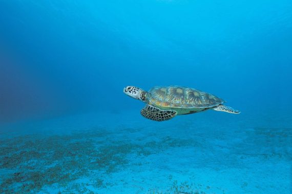 Sud Sardegna regno di biodiversità e della Caretta Caretta