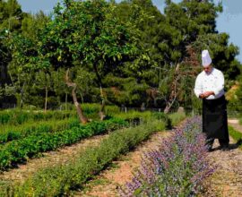Orto sinergico: cos’è, come funziona e come supporta la biodiversità
