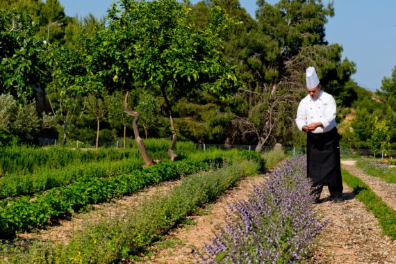 Orto sinergico: cos’è, come funziona e come supporta la biodiversità