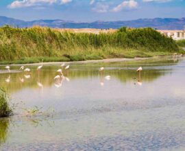 Parco Molentargius-Saline: cosa vedere e come organizzare la visita