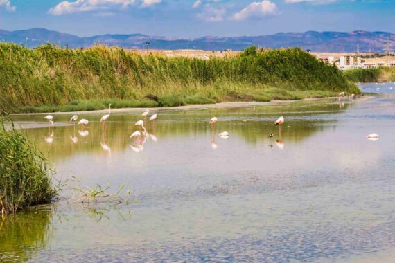 Parco Molentargius-Saline: cosa vedere e come organizzare la visita
