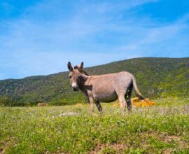 Asino sardo: origini, caratteristiche e curiosità di un simbolo dell’isola