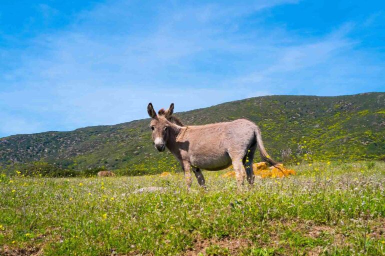 Asino sardo: origini, caratteristiche e curiosità di un simbolo dell’isola